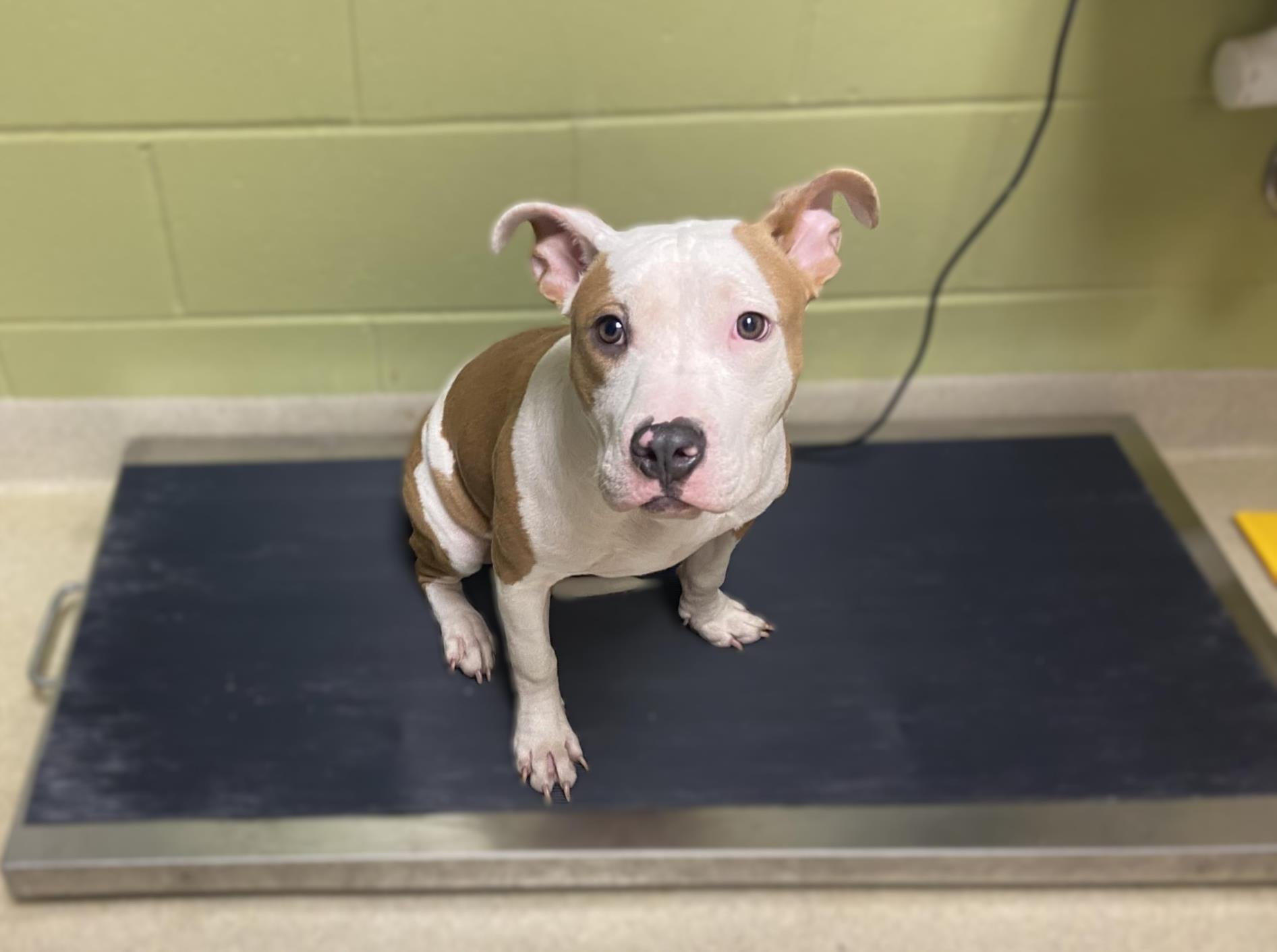 RUBY, Adoptable, Young Female Pit Bull Terrier & Mixed Breed.