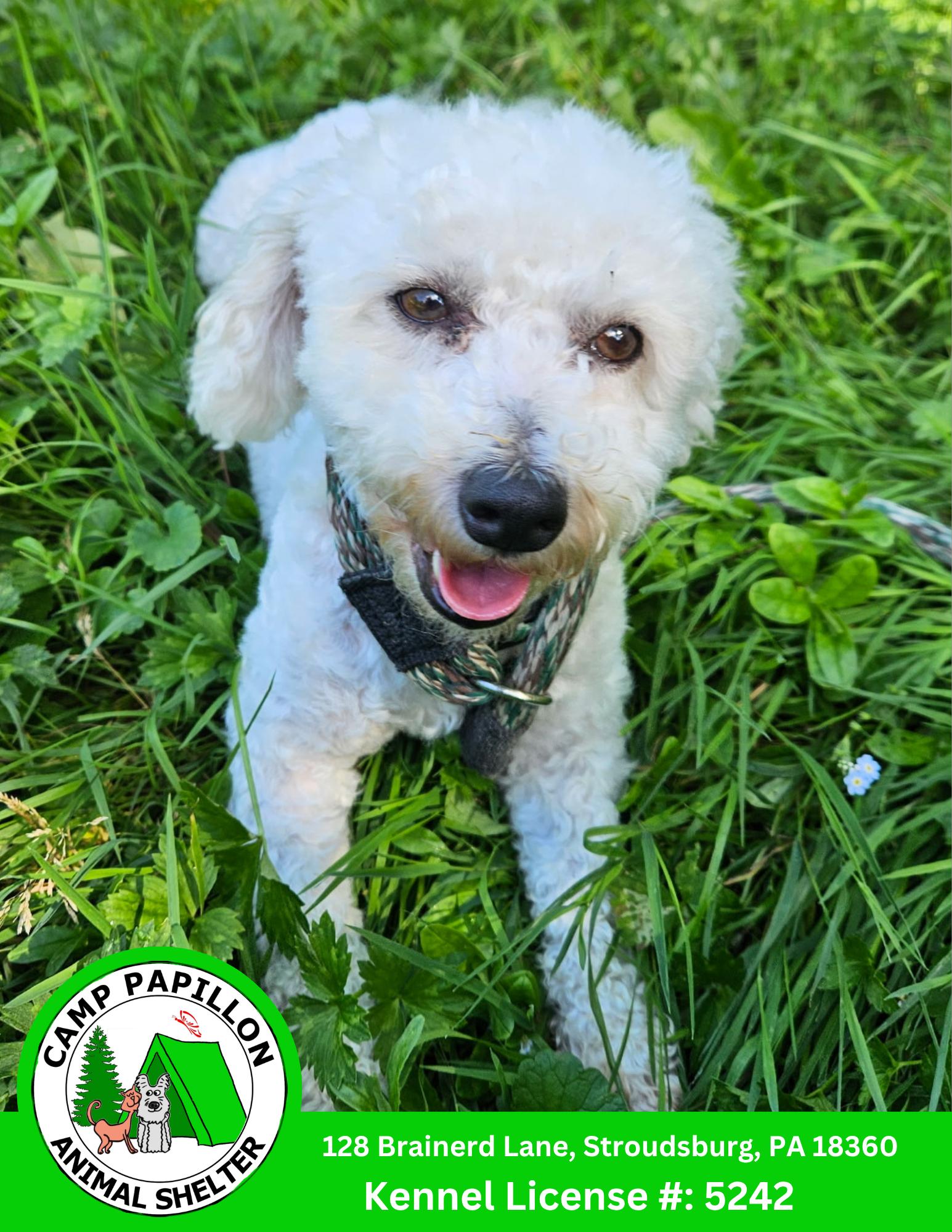 Florence, Adoptable, Adult Female Bichon Frise.