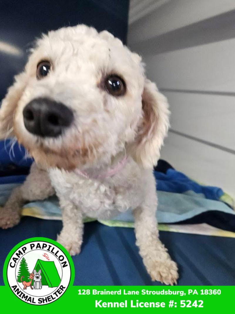 Florence, Adoptable, Adult Female Bichon Frise.