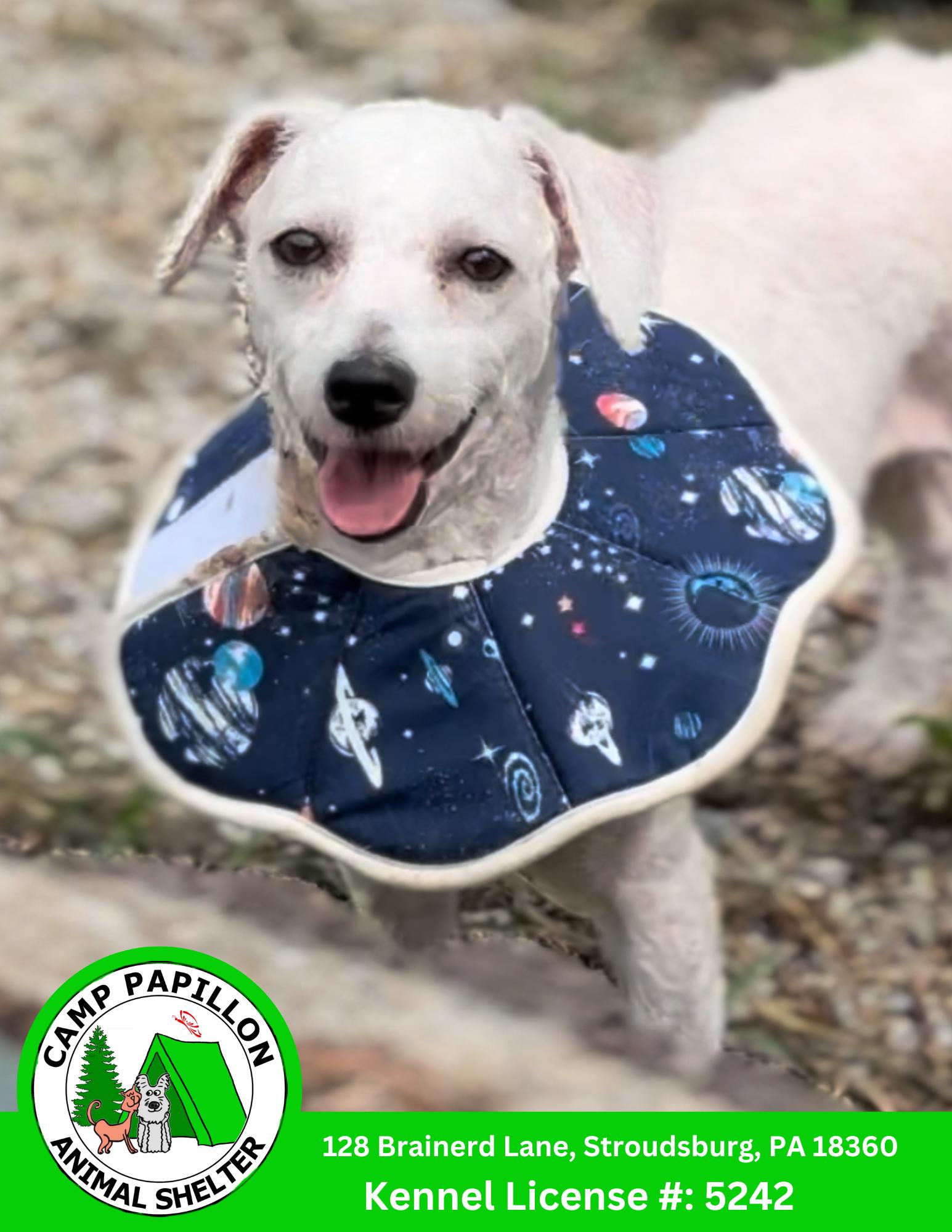 Enlarge Florence, a Adoptable Bichon Frise in Stroudsburg, PA image 1/1