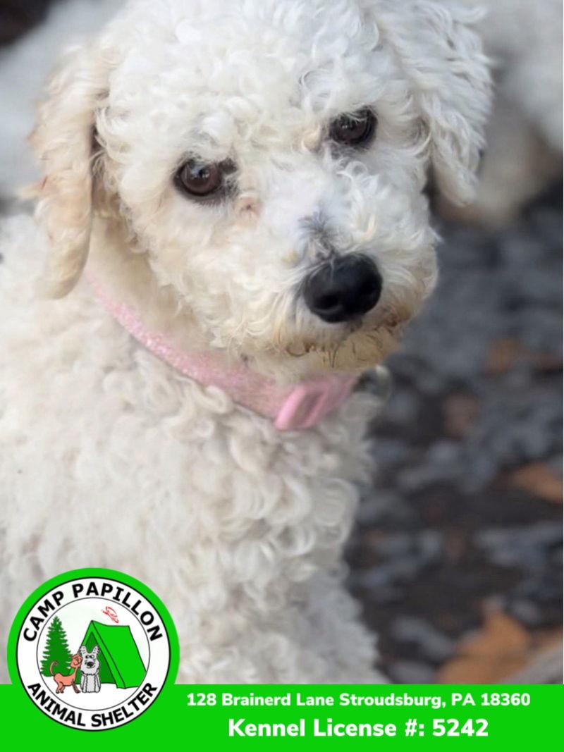 Florence thumbnail 3