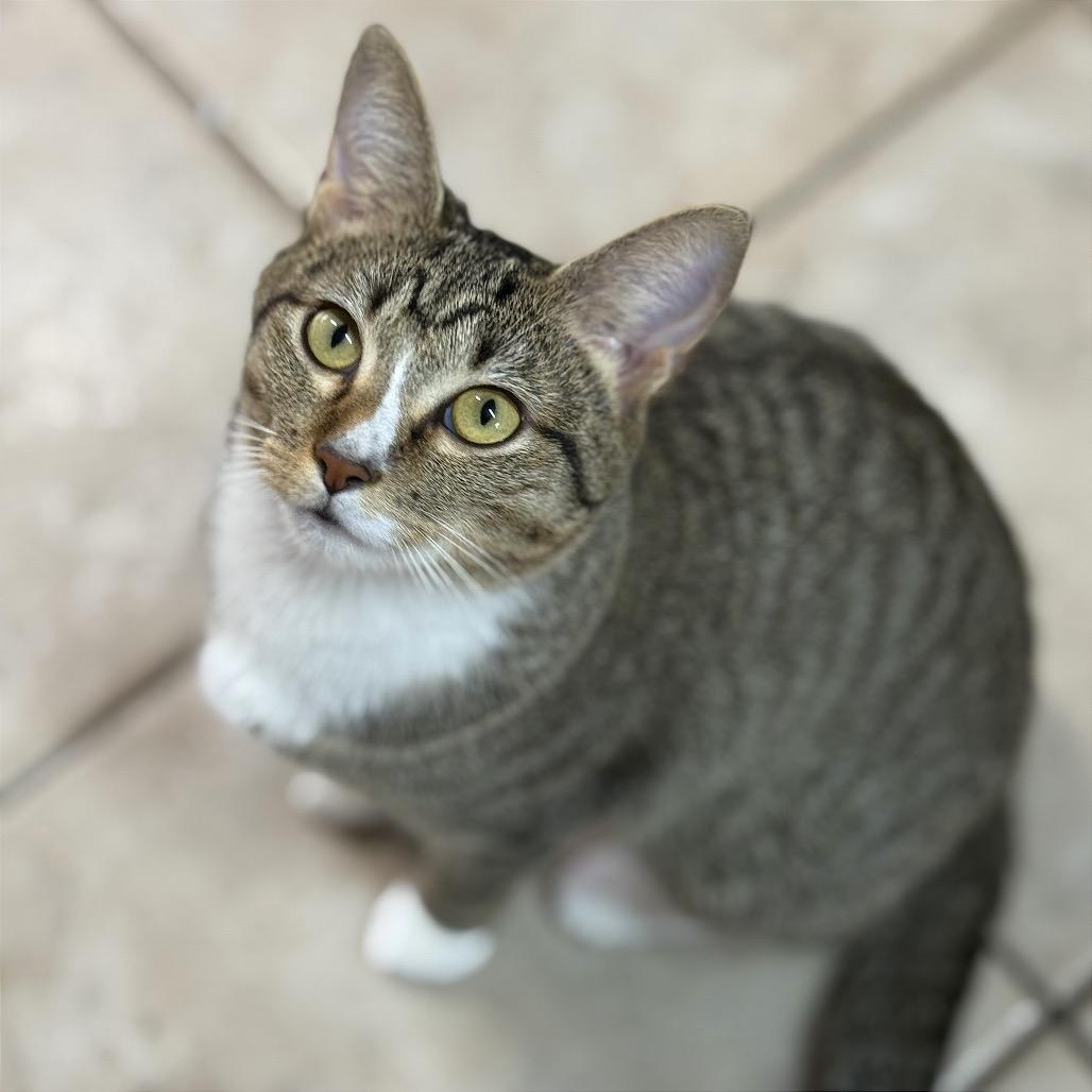 Wanderin' Winnie, Adoptable, Young Female Domestic Short Hair.