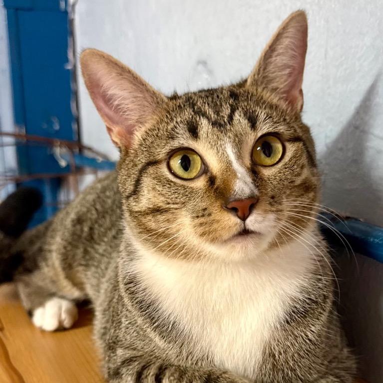 Enlarge Wanderin' Winnie, a Adoptable Domestic Short Hair in Fort Lauderdale, FL image 2/5