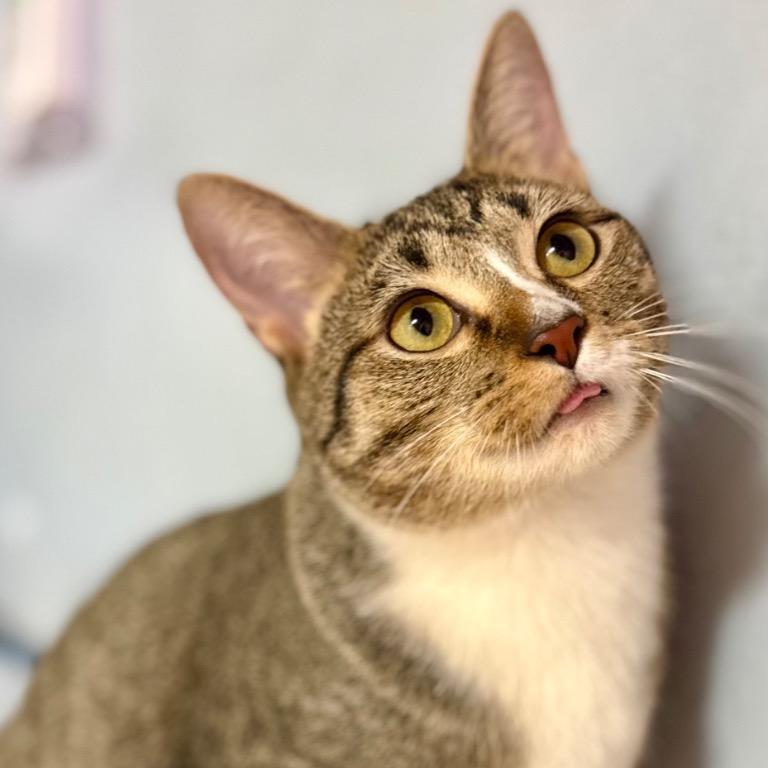 Enlarge Wanderin' Winnie, a Adoptable Domestic Short Hair in Fort Lauderdale, FL image 3/5
