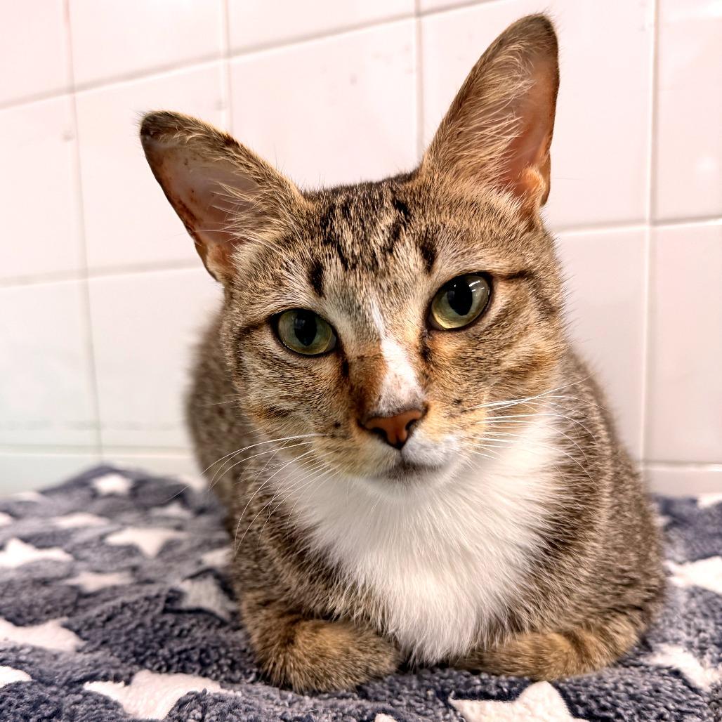 Enlarge Wanderin' Winnie, a Adoptable Domestic Short Hair in Fort Lauderdale, FL image 4/5