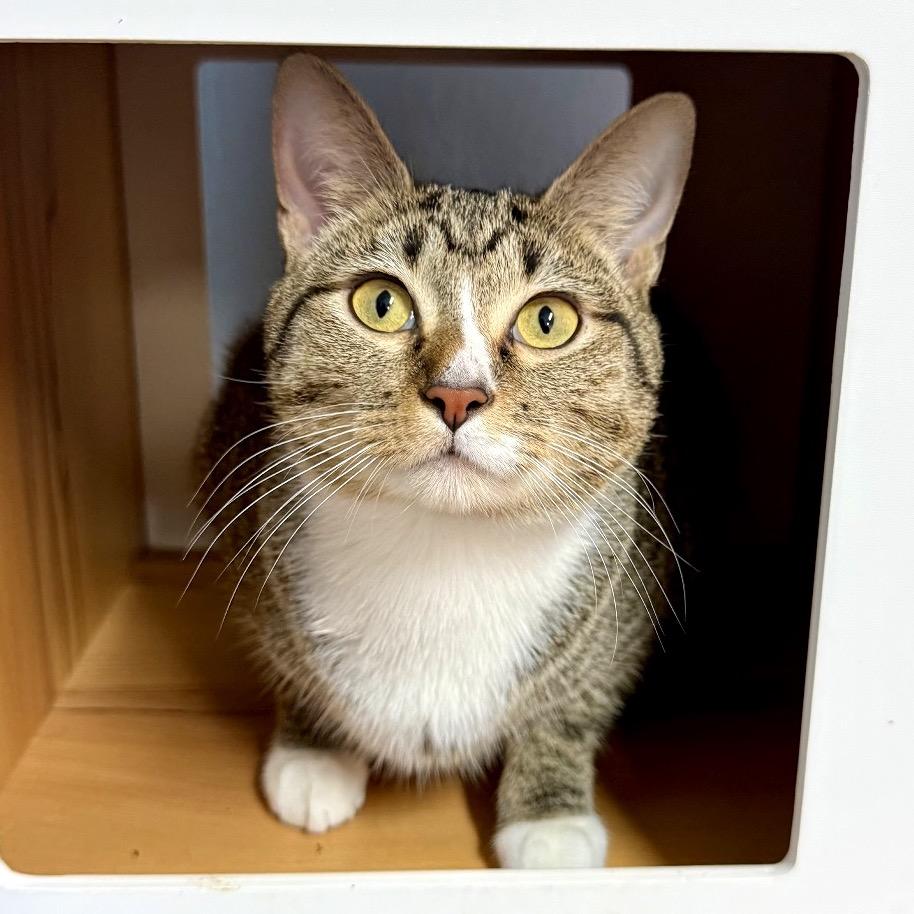 Enlarge Wanderin' Winnie, a Adoptable Domestic Short Hair in Fort Lauderdale, FL image 5/5