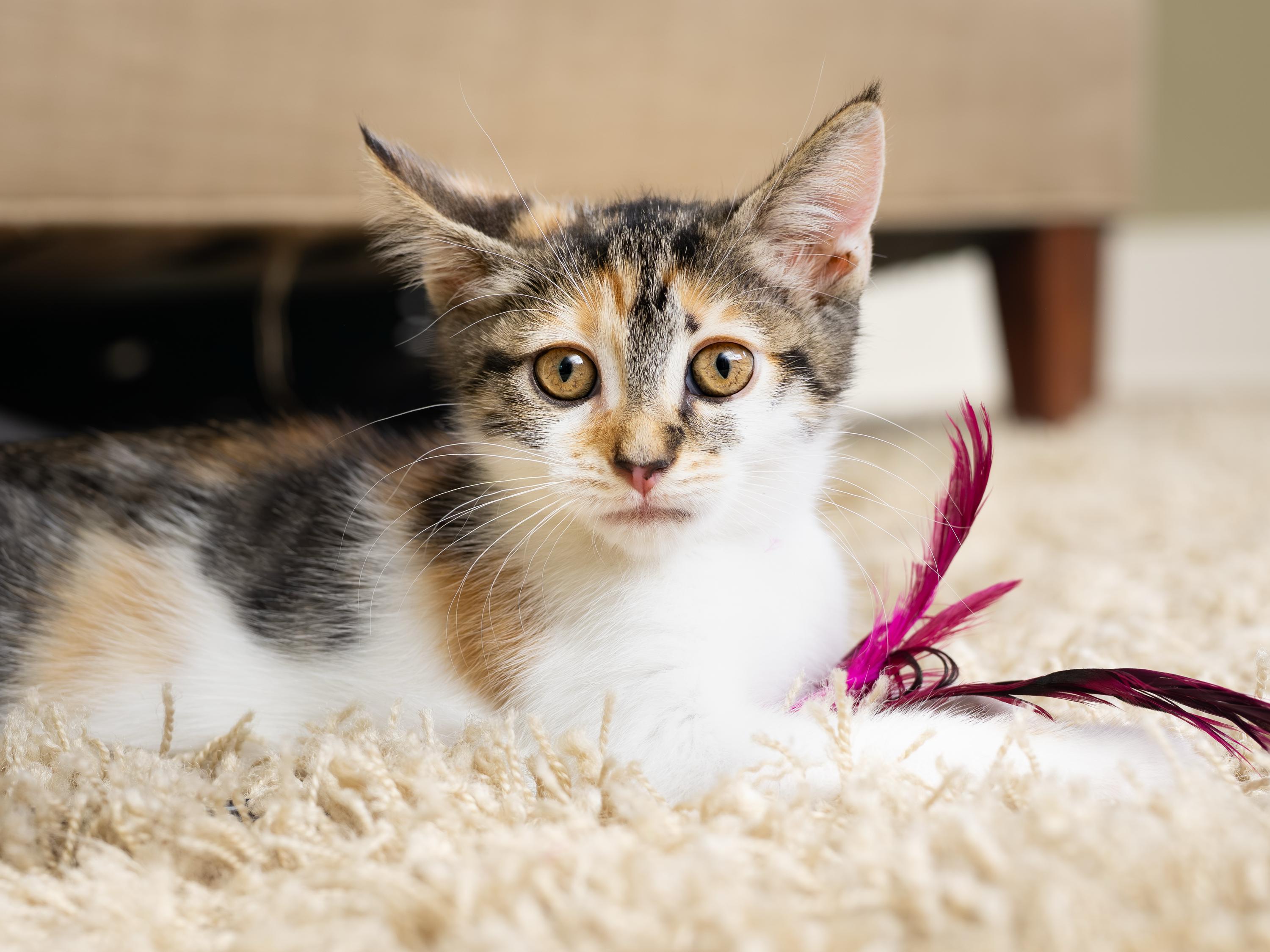 Primavera and Gatito, a ADOPTABLE Domestic Short Hair in Seattle, WA image 6/6