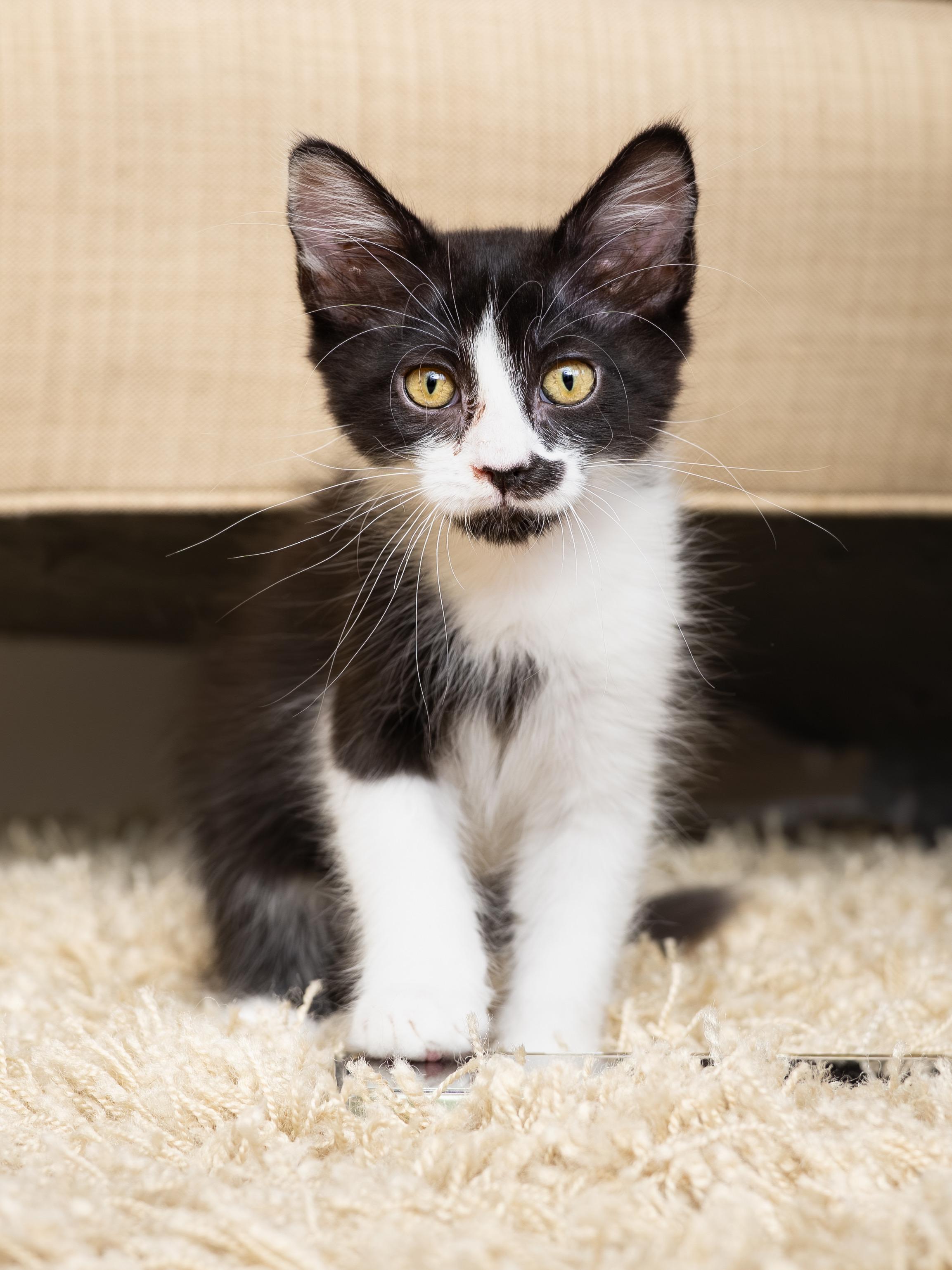 Primavera and Gatito, a ADOPTABLE Domestic Short Hair in Seattle, WA image 5/6