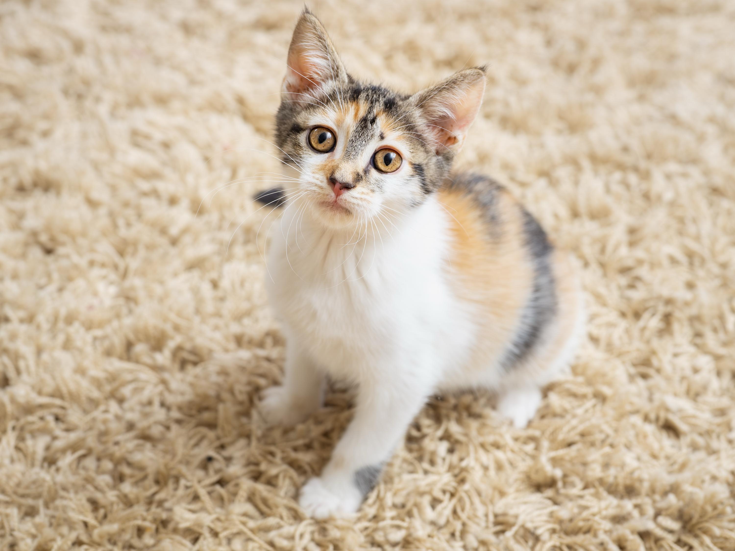 Primavera and Gatito, a ADOPTABLE Domestic Short Hair in Seattle, WA image 3/6