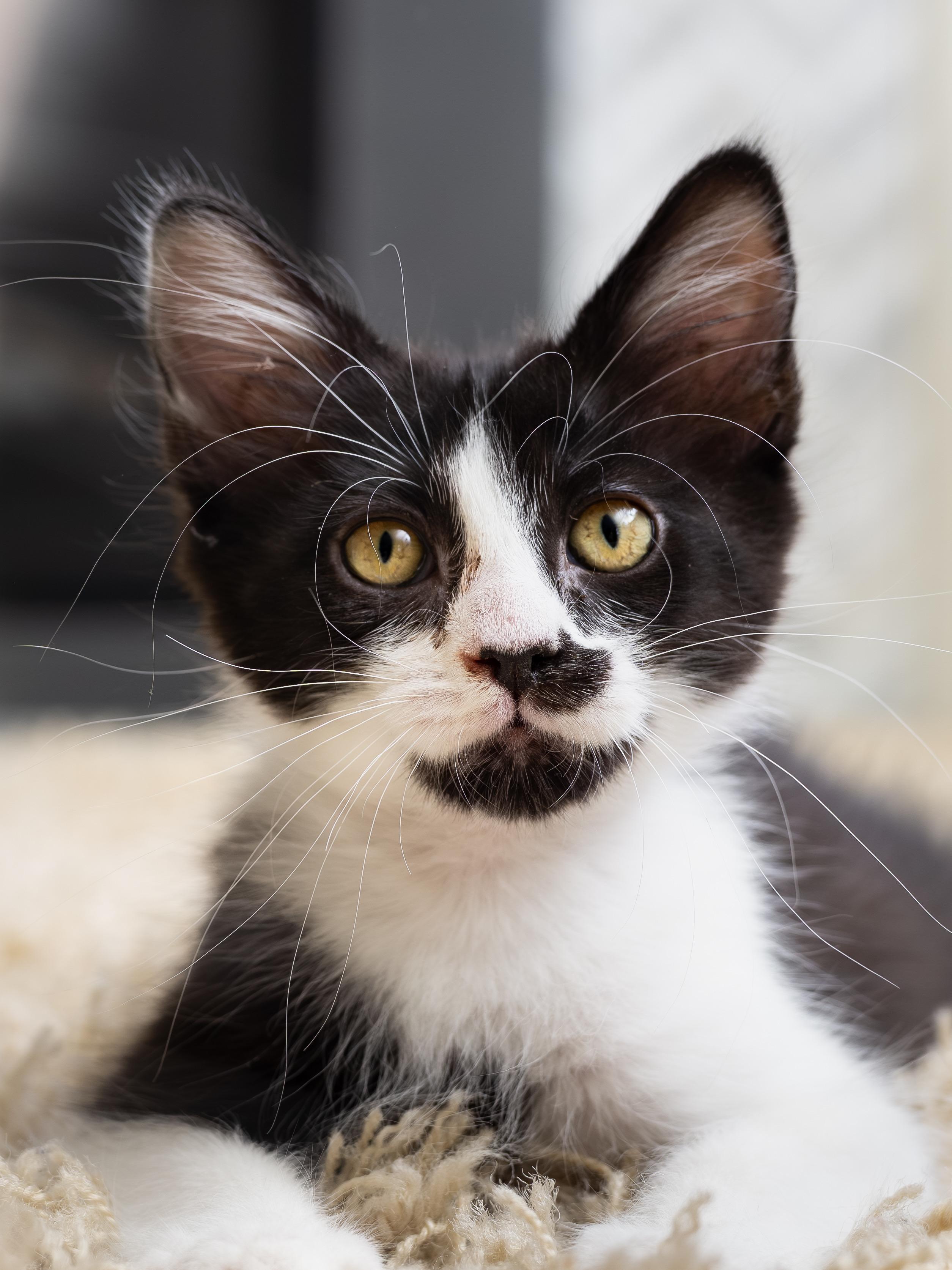 Primavera and Gatito, a ADOPTABLE Domestic Short Hair in Seattle, WA image 4/6