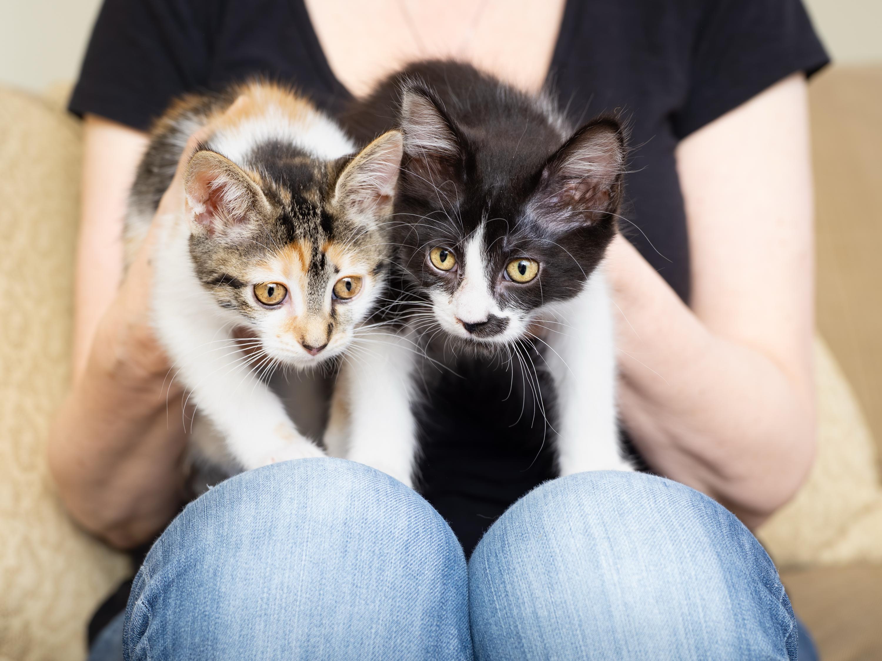 Primavera and Gatito, ADOPTABLE, Kitten Female Domestic Short Hair.