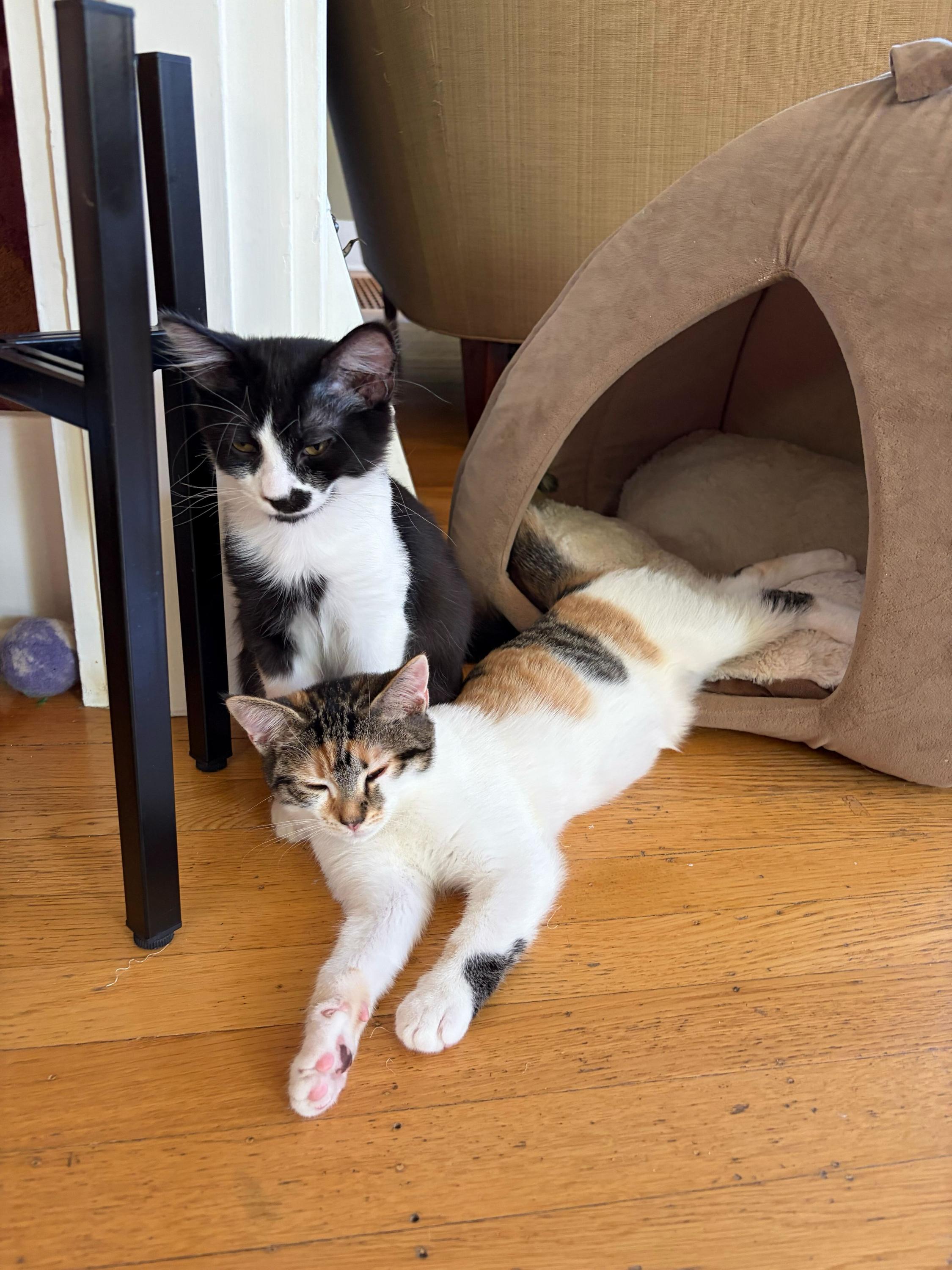Primavera and Gatito, ADOPTABLE, Kitten Female Domestic Short Hair.