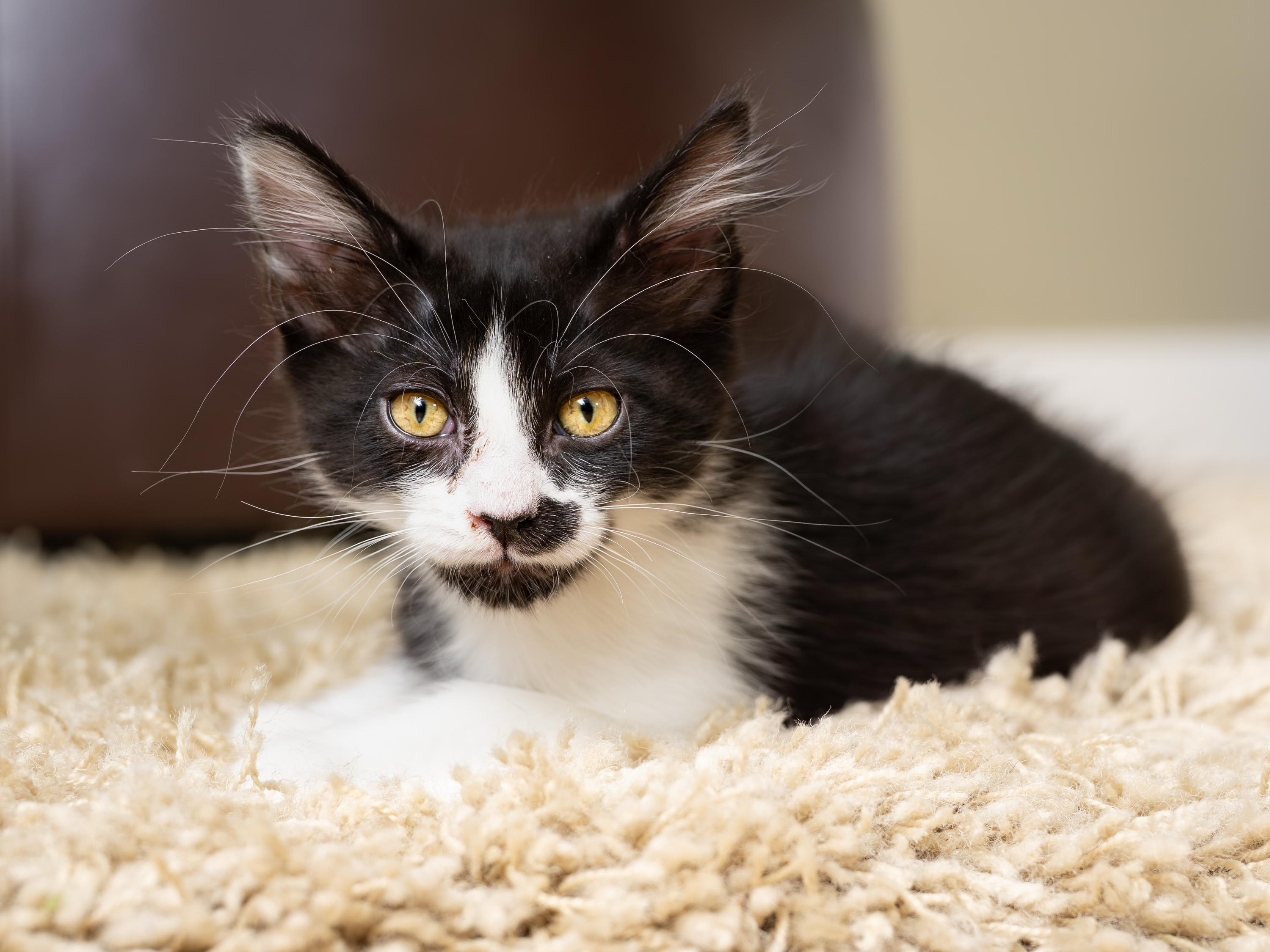Primavera and Gatito, a ADOPTABLE Domestic Short Hair in Seattle, WA image 2/6