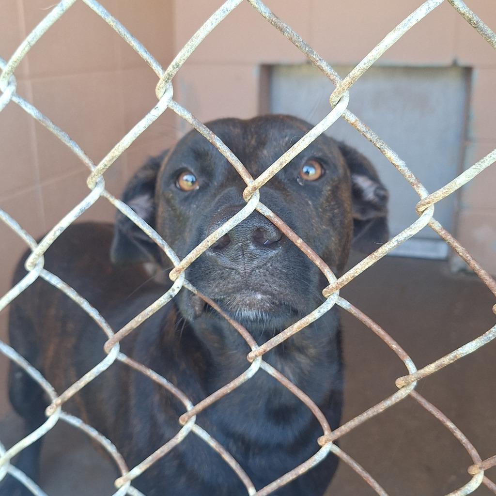 Freddy, a Adoptable Pit Bull Terrier in Gautier, MS image 1/2