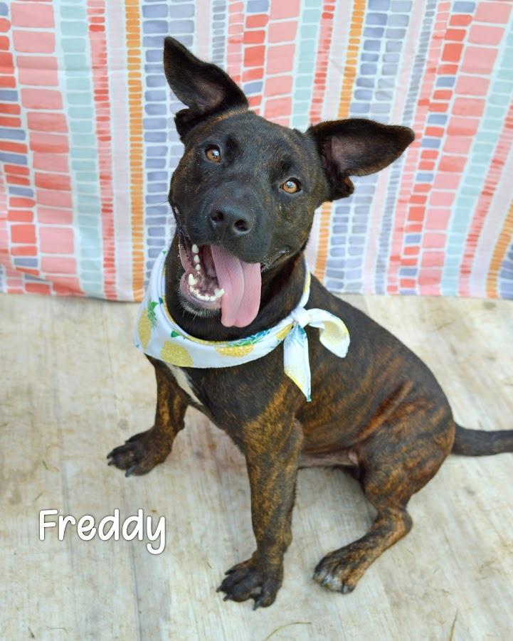 Freddy, a Adoptable Pit Bull Terrier in Gautier, MS image 2/2