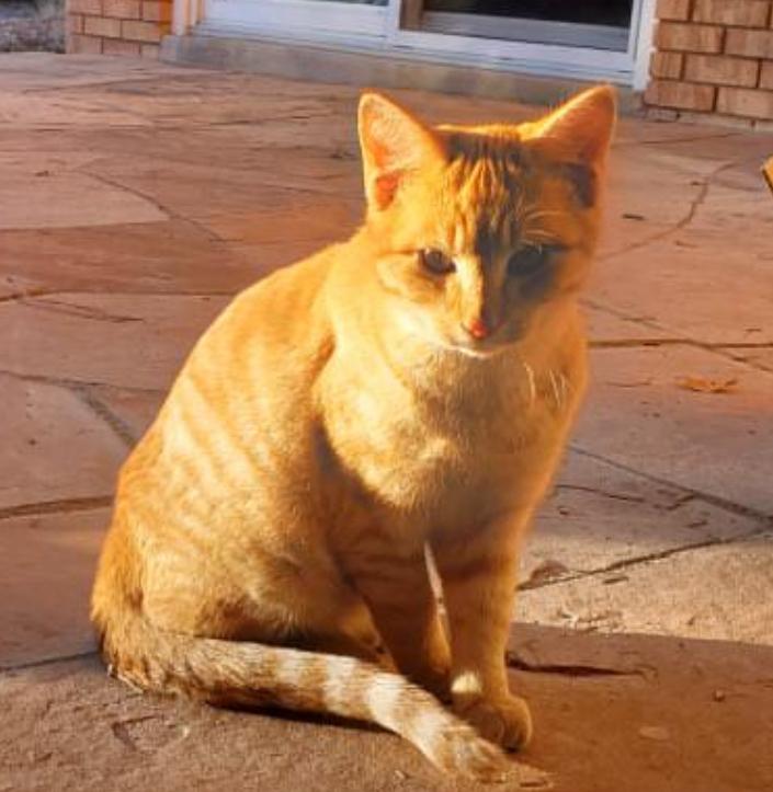 Enlarge Billy, a Adoptable Domestic Short Hair in Albuquerque, NM image 1/1