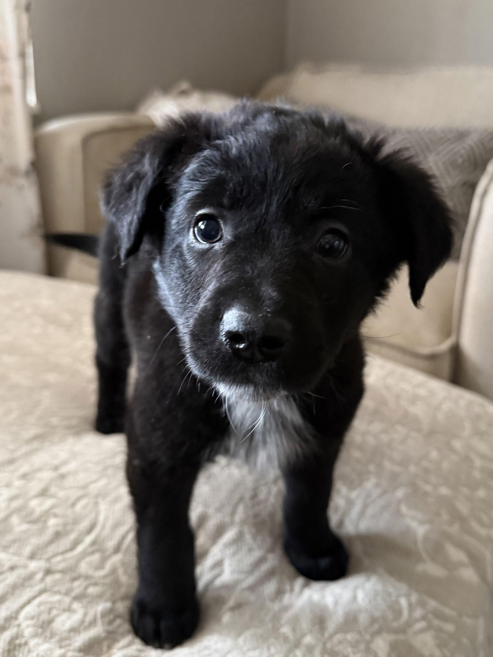 Mauricio, Adoptable, Puppy Male Labrador Retriever.