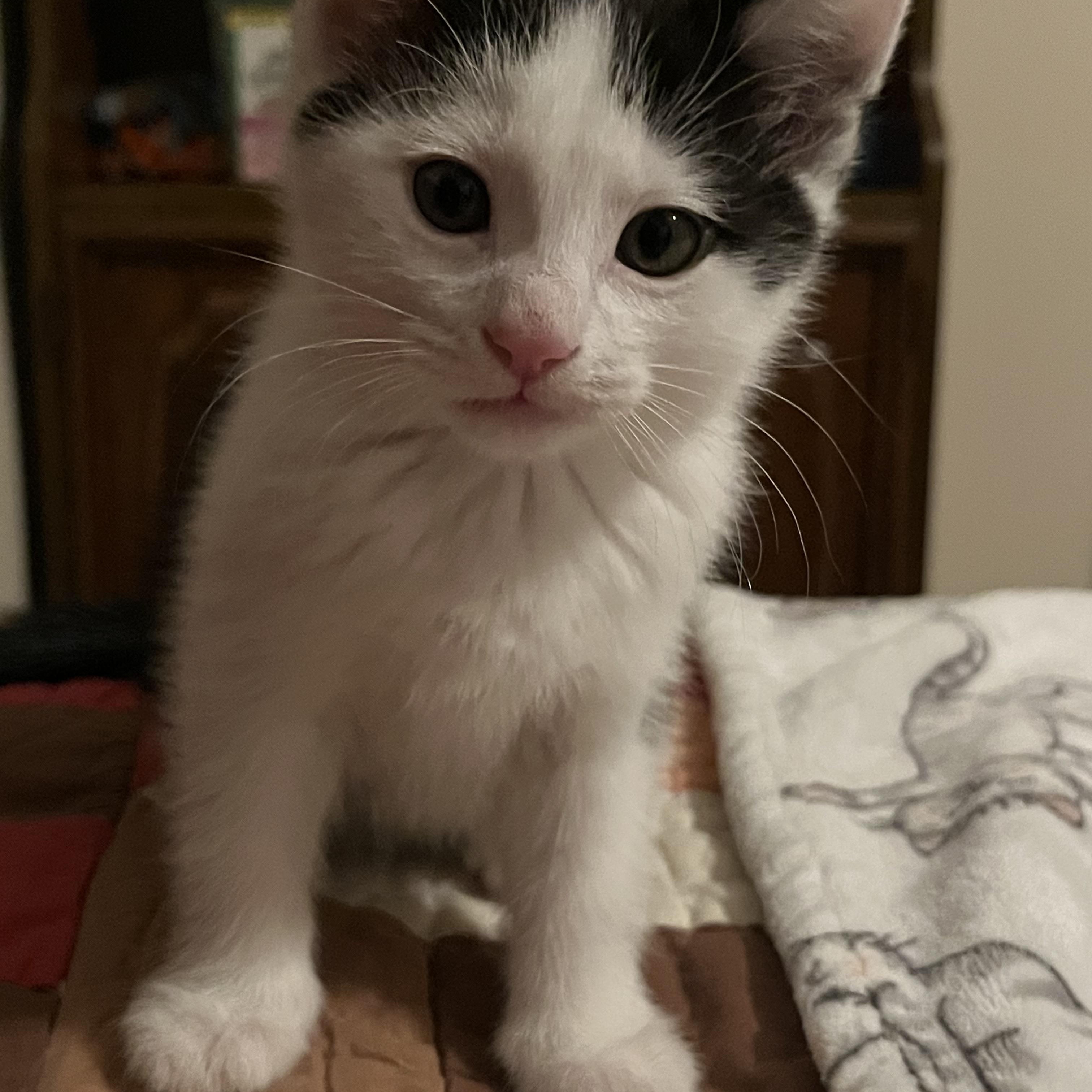 Beryl, ADOPTABLE, Kitten Male Domestic Short Hair.