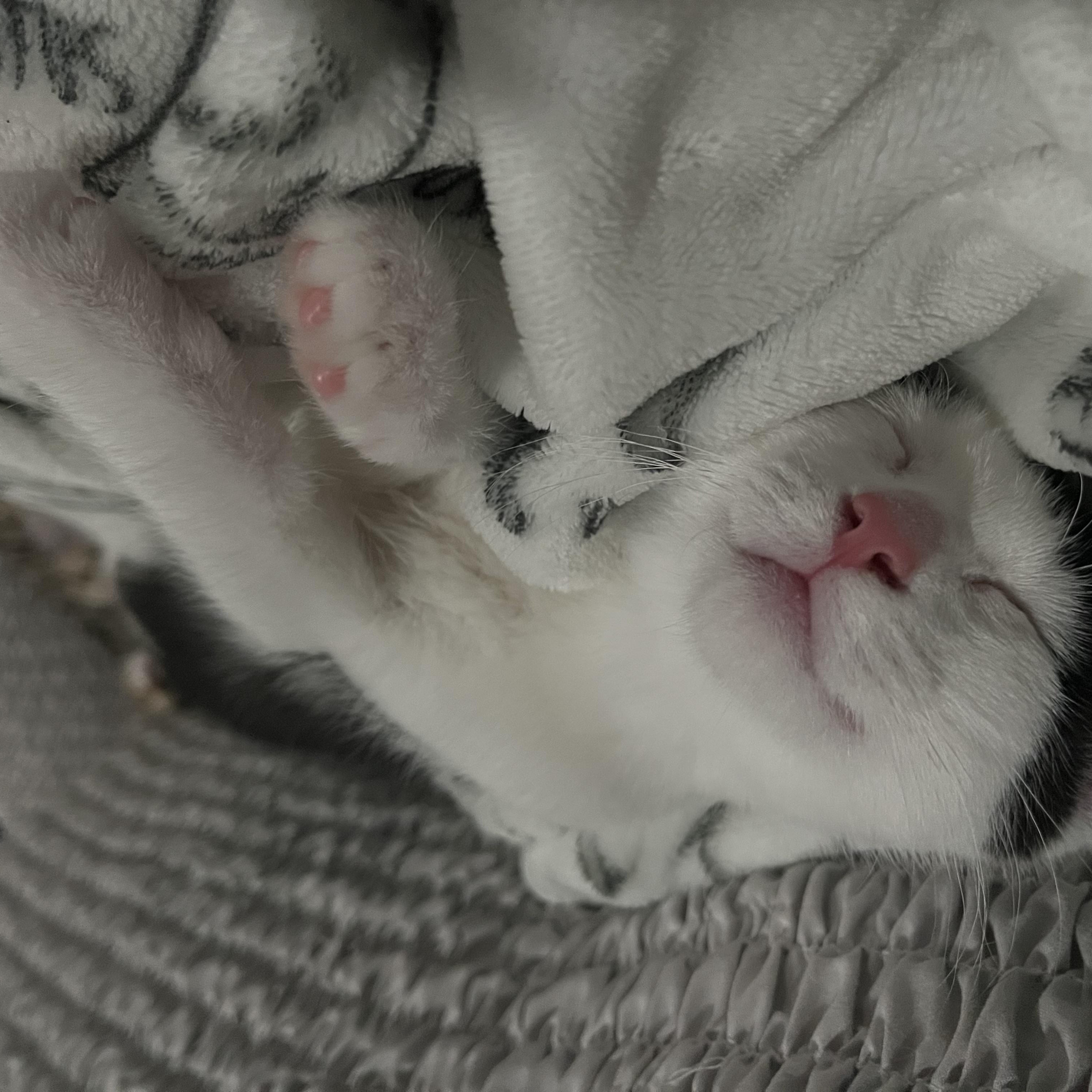 Enlarge Beryl, a ADOPTABLE Domestic Short Hair in Indianapolis, IN image 5/5