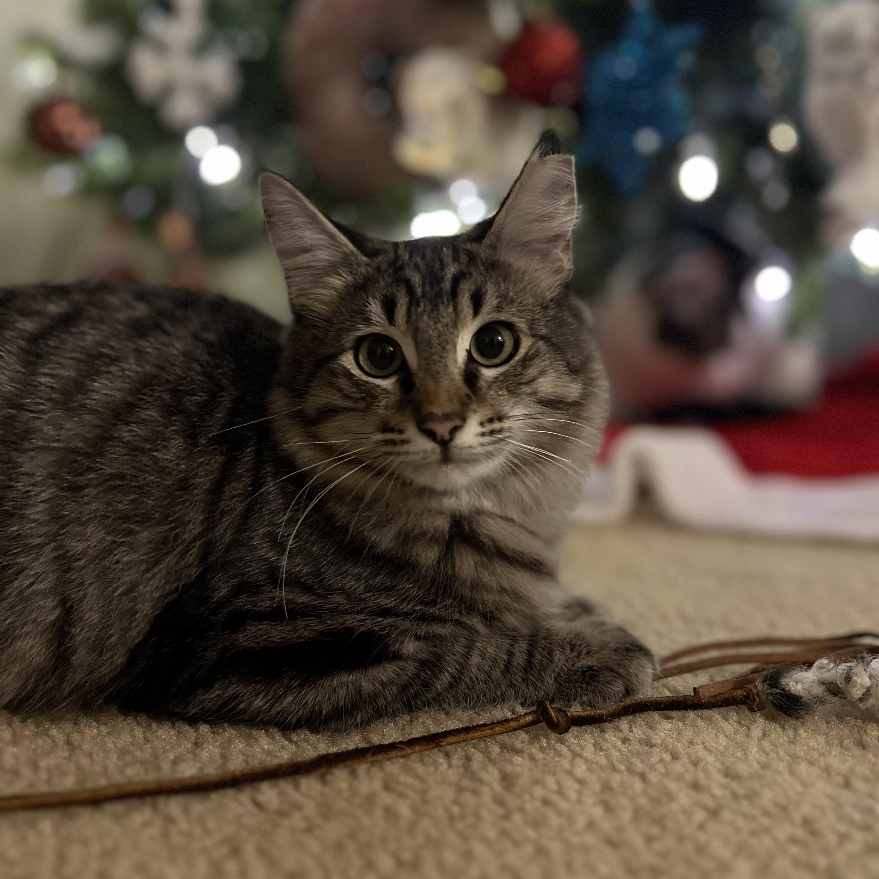 Antony, an adoptable Domestic Long Hair in Renton , WA image 1/5