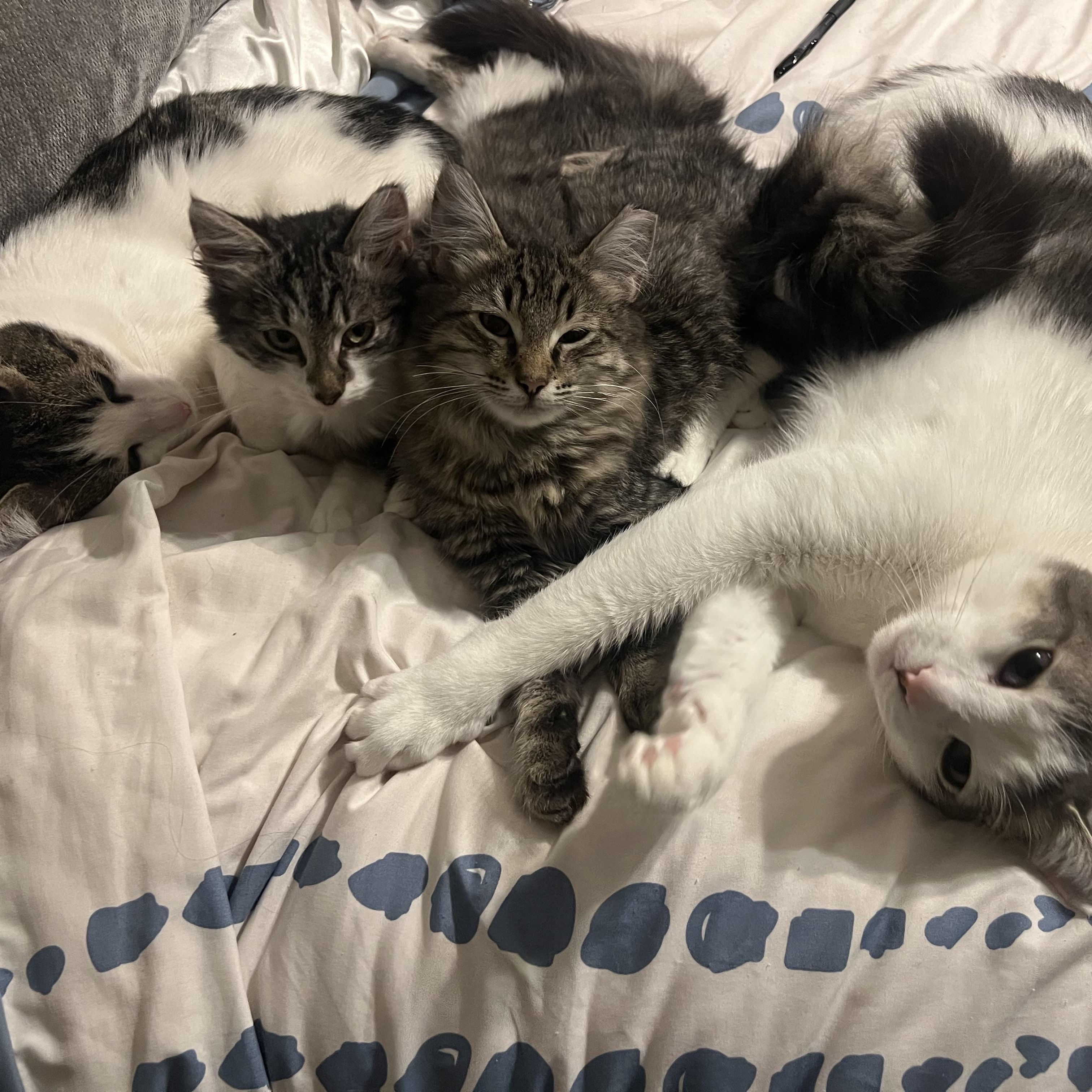 Antony, an adoptable Domestic Long Hair in Renton , WA image 2/5