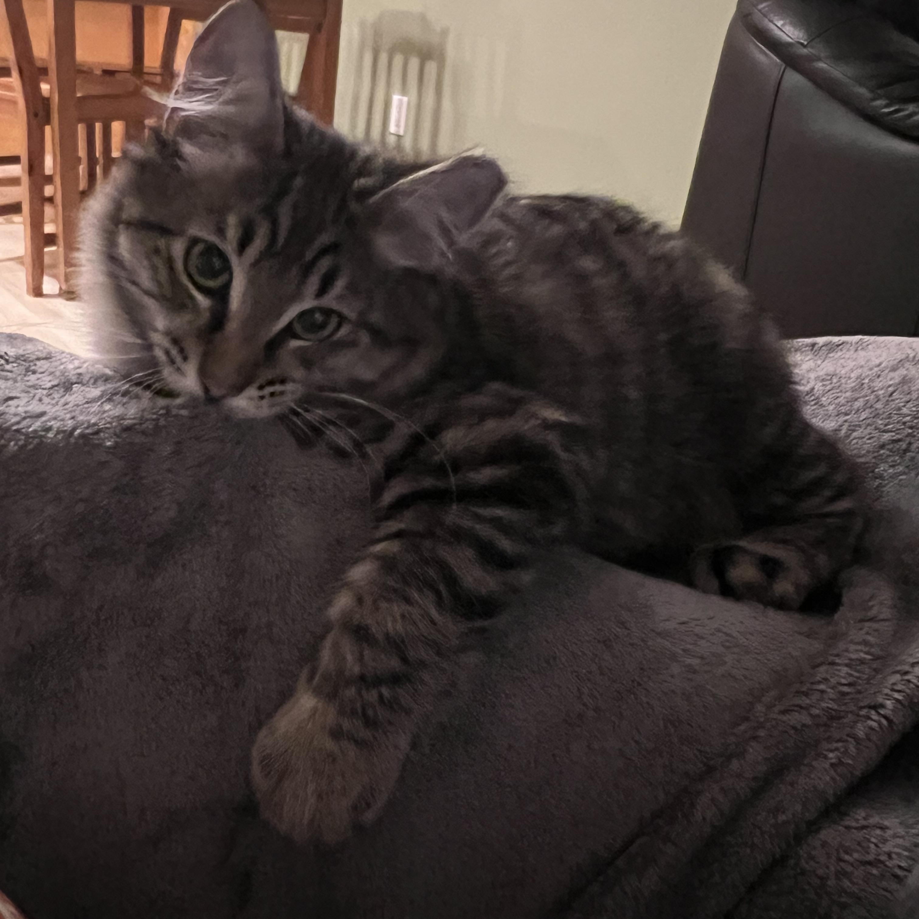 Antony, an adoptable Domestic Long Hair in Renton , WA image 3/5