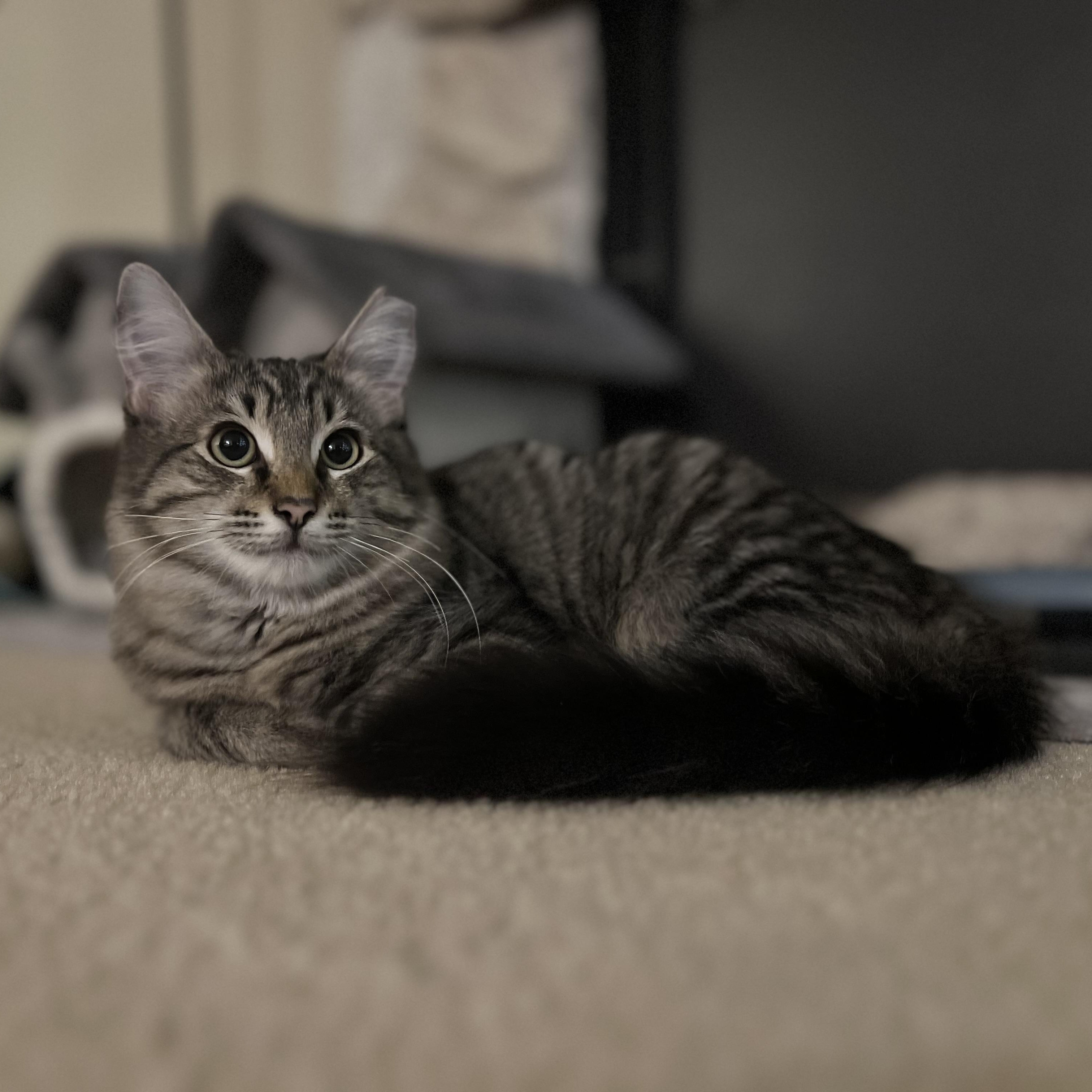 Antony, an adoptable Domestic Long Hair in Renton , WA image 4/5