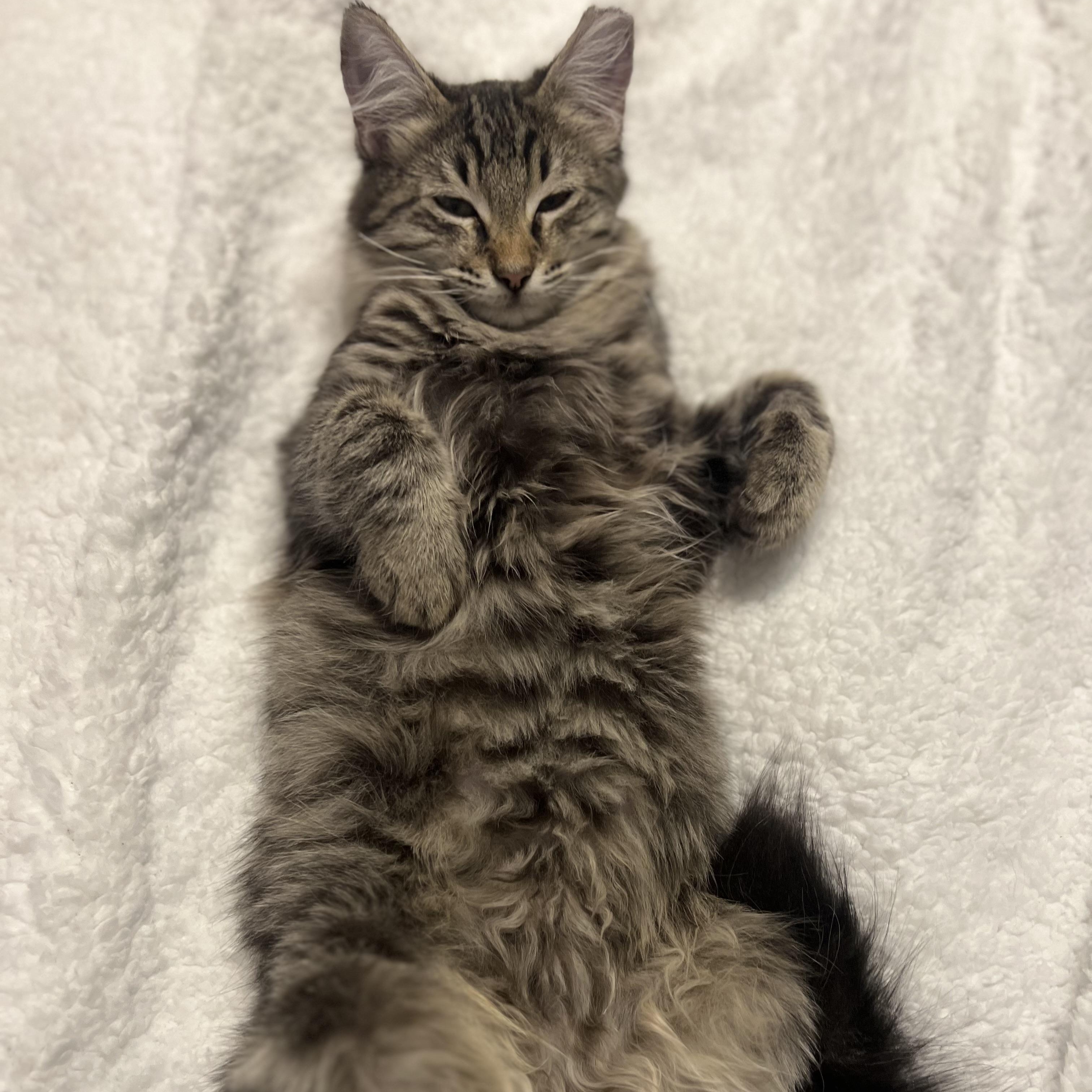 Antony, an adoptable Domestic Long Hair in Renton , WA image 5/5
