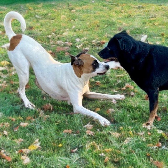 Lady — thumbnail 3