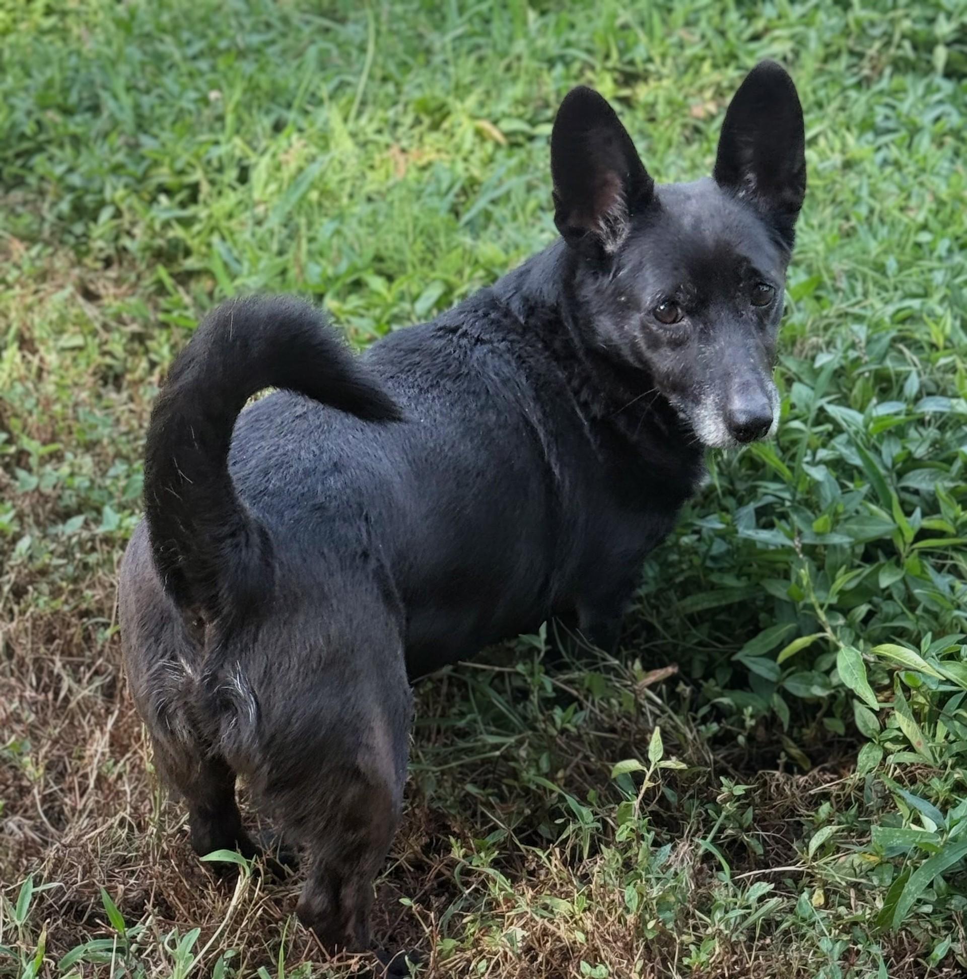 Enlarge King (Deb-fostered in TN), a Adoptable mixed breed in Brooklyn, CT image 2/2