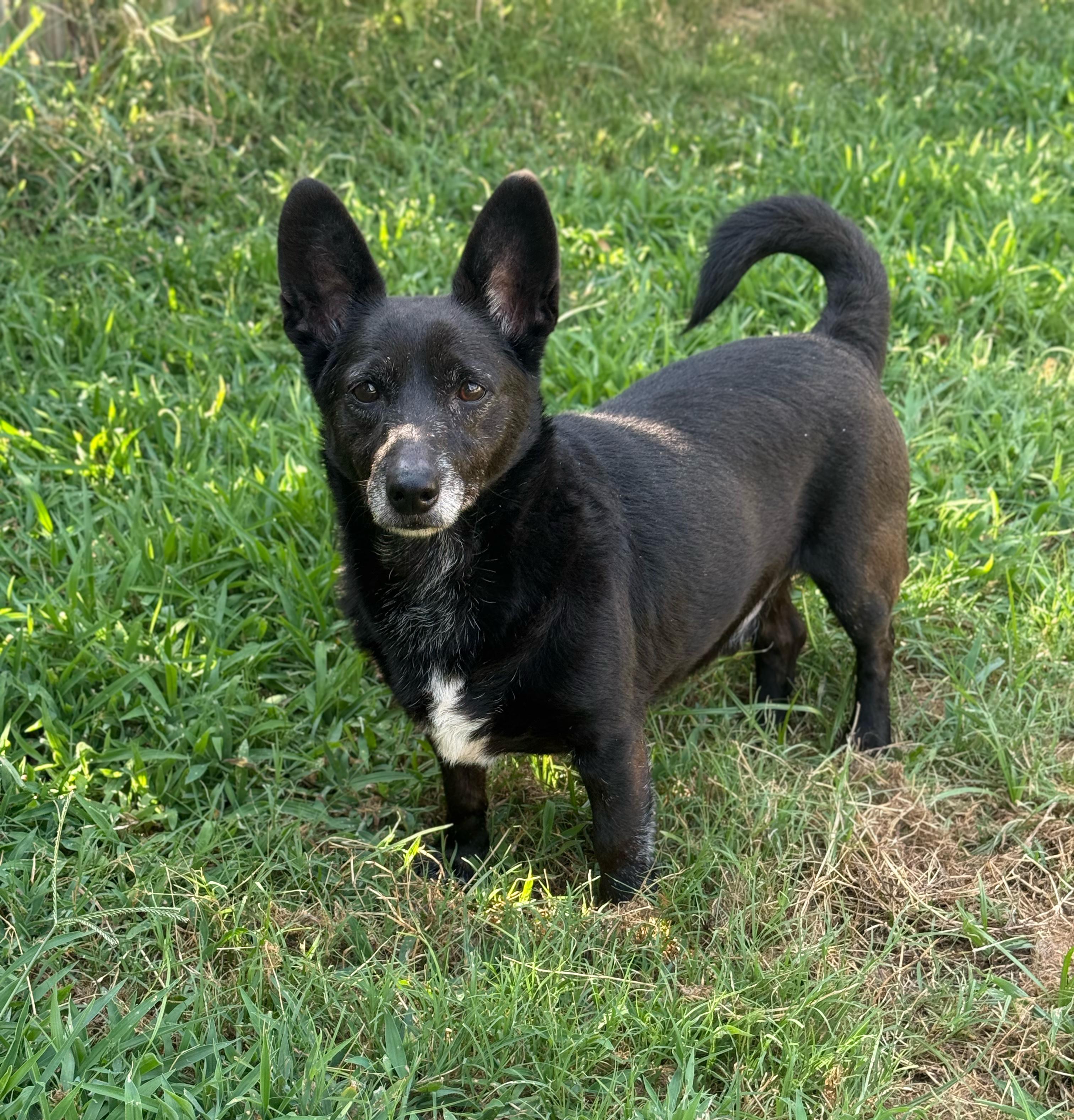 King (Deb-fostered in TN), Adoptable, Senior Male Chihuahua.