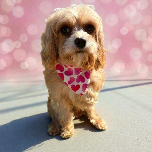 Roxanne, Adoptable, Young Female Cavapoo.