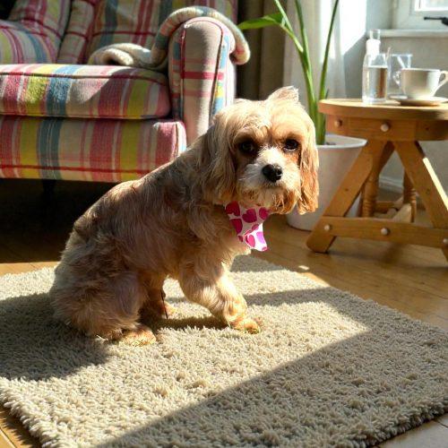 Enlarge Roxanne, a Adoptable Cavapoo in Memphis, TN image 2/2