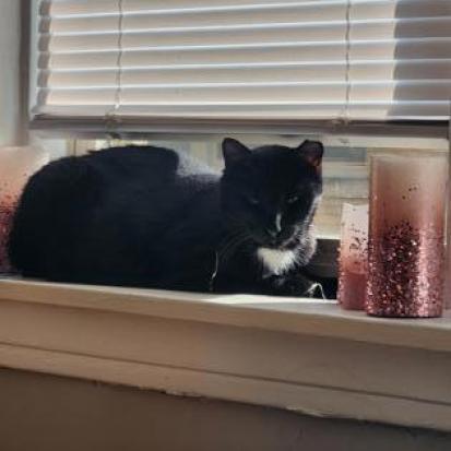 Glen, Adoptable, Senior Male Domestic Short Hair.