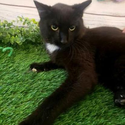 Enlarge Glen, a Adoptable mixed breed in Oak Park, IL image 2/2