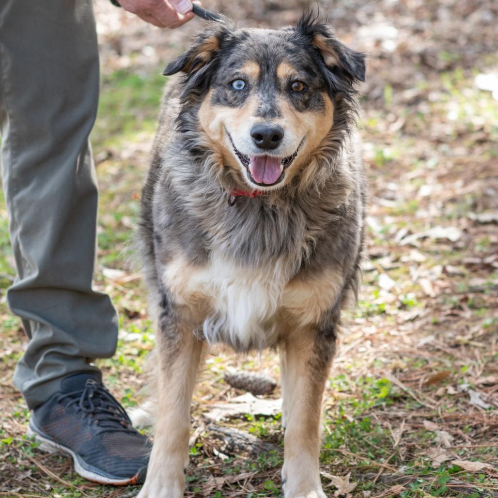 BIRDIE-30514, Adoptable, Adult Female Australian Cattle Dog / Blue Heeler.