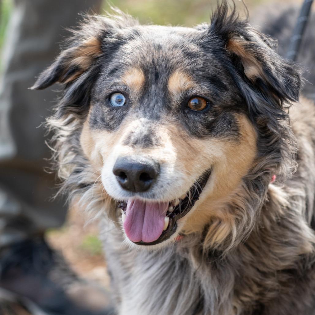 BIRDIE-30514, a Adoptable Australian Cattle Dog / Blue Heeler in Bartlett, TN image 2/2