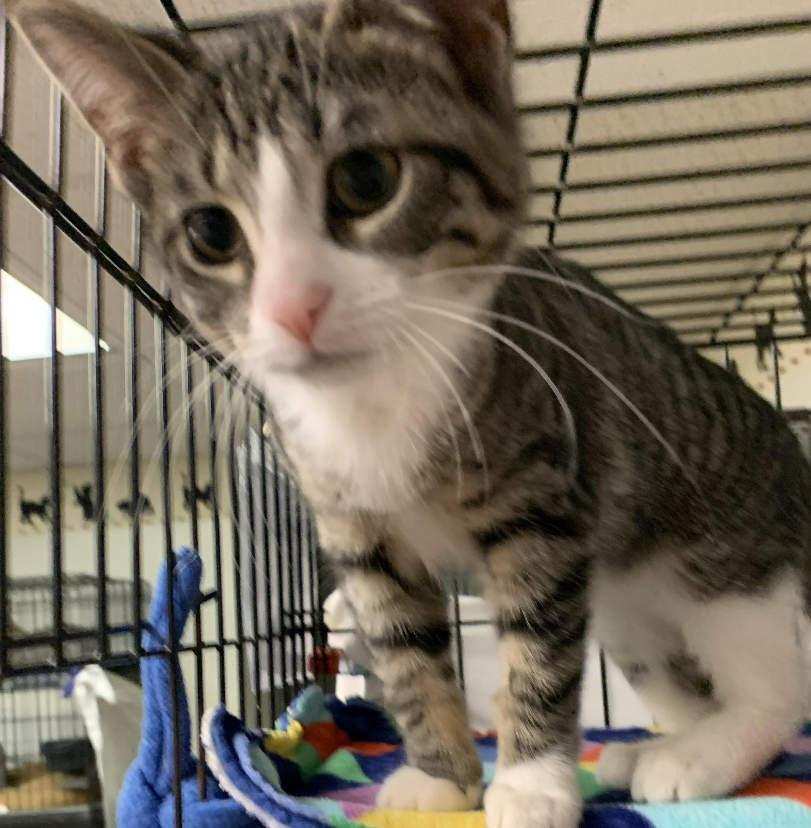 Uliana25, a Adoptable Domestic Short Hair in Milwaukee, WI image 2/5