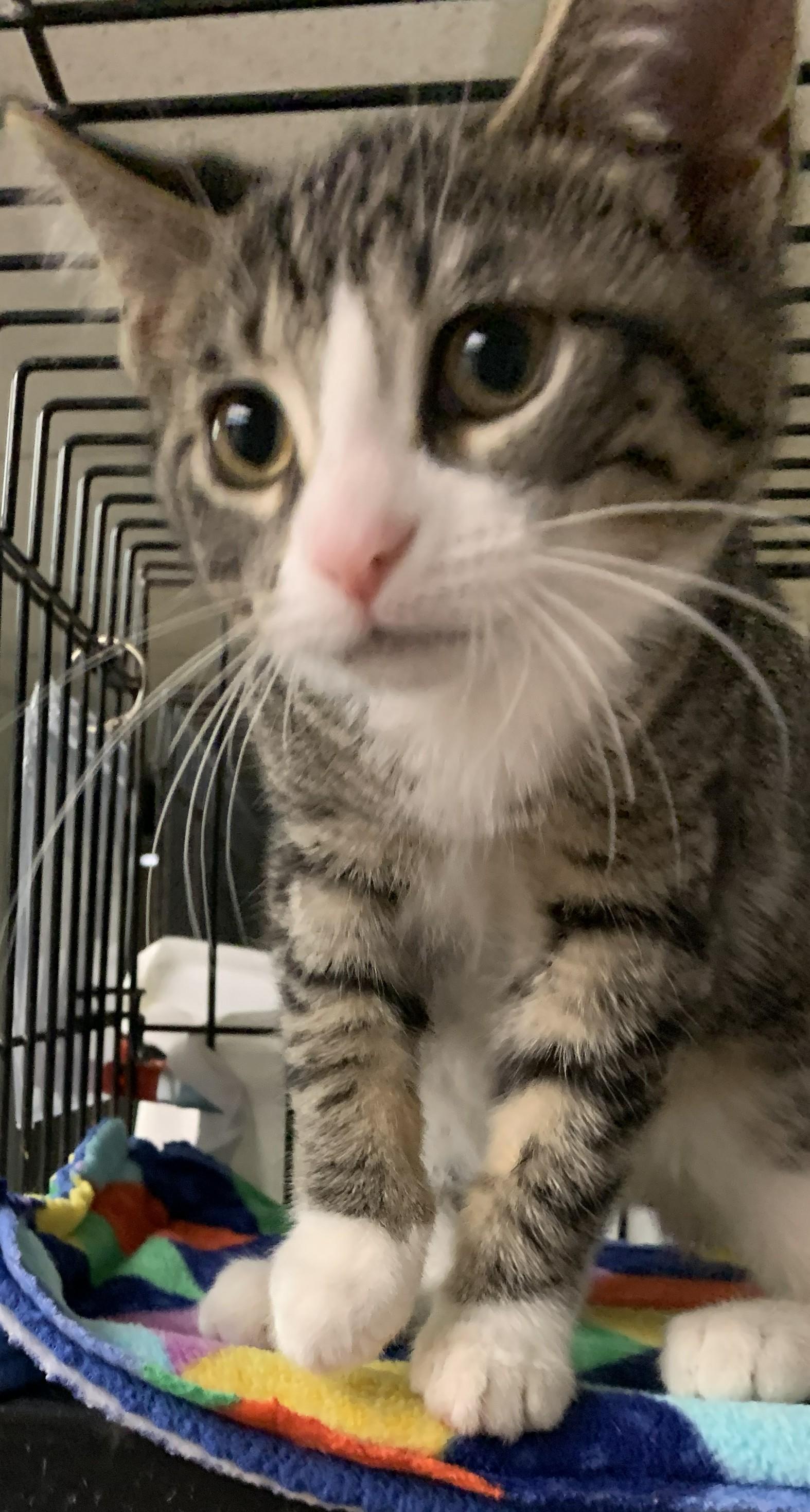 Uliana25, a Adoptable Domestic Short Hair in Milwaukee, WI image 4/5