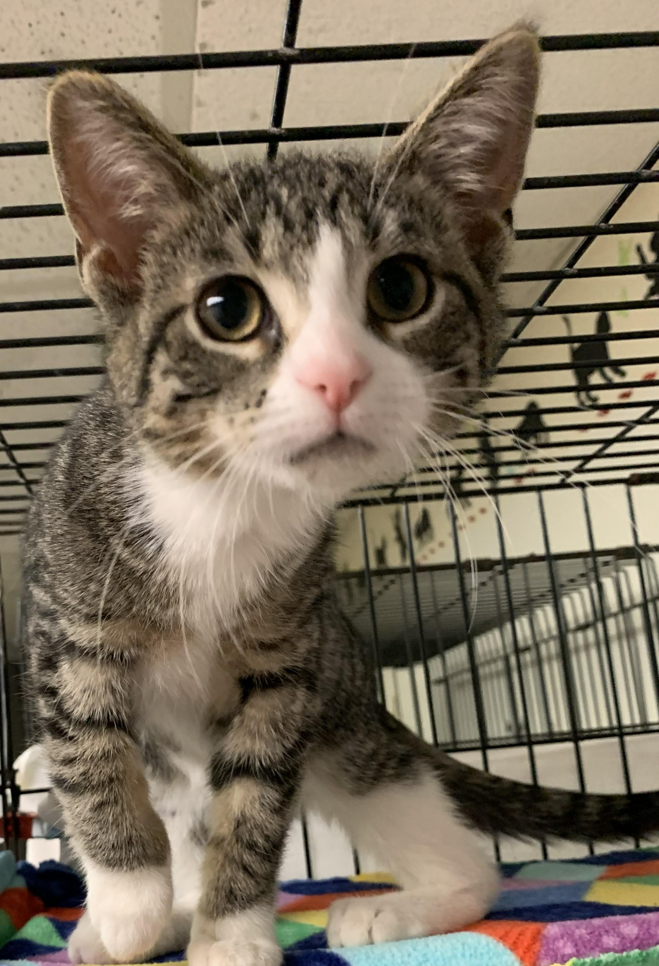 Uliana25, a Adoptable Domestic Short Hair in Milwaukee, WI image 5/5