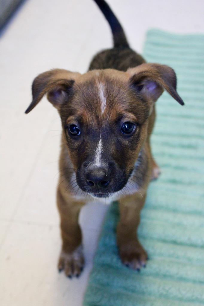 Enlarge Dollar Tree, a Adoptable mixed breed in Morgantown, KY image 1/1