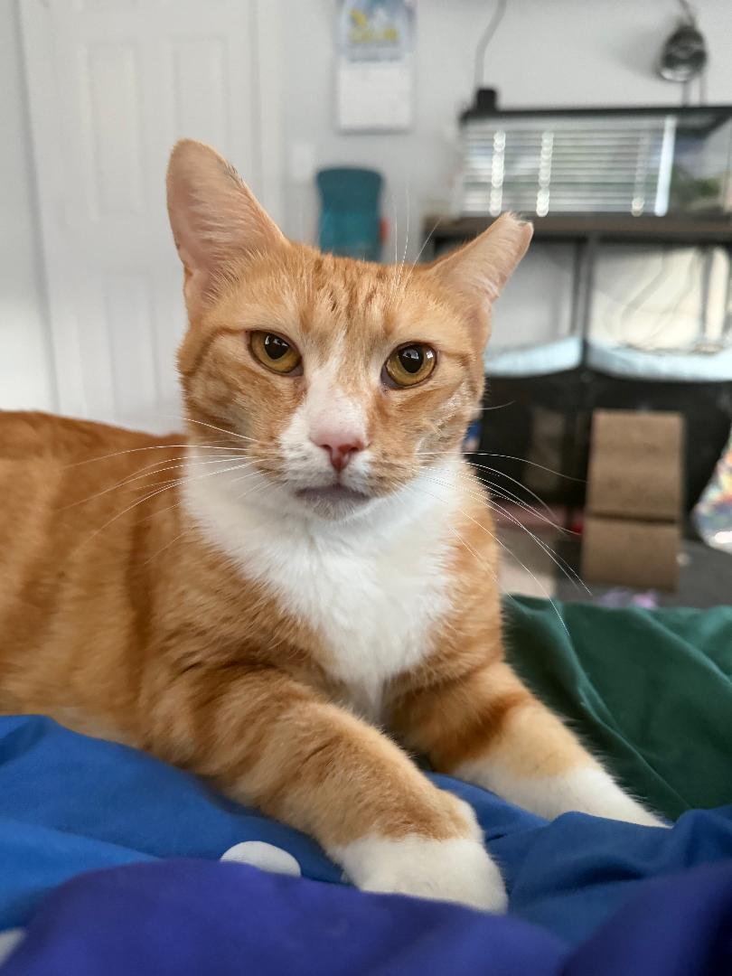 June, Adoptable, Adult Female Domestic Short Hair.