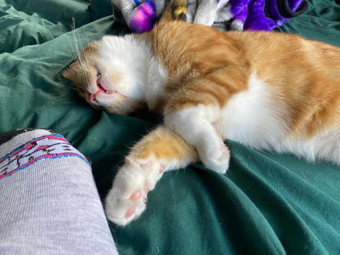 June, a Adoptable Domestic Short Hair in Boston, MA image 4/6