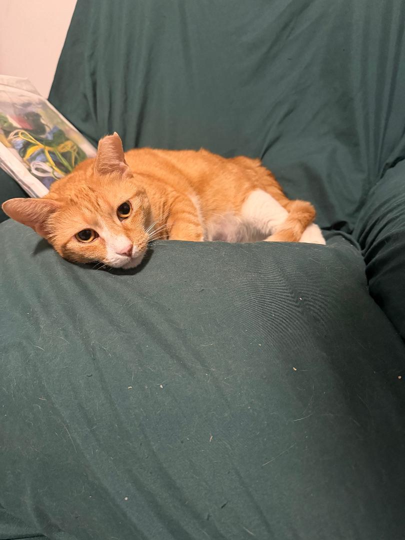 June, a Adoptable Domestic Short Hair in Boston, MA image 6/6