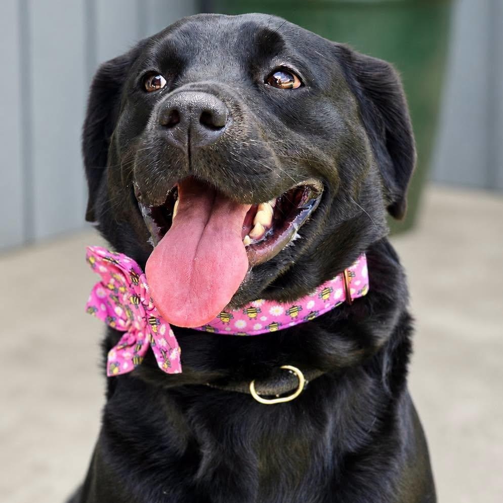 Zuri, an adopted Black Labrador Retriever in Effingham, IL image 3/4