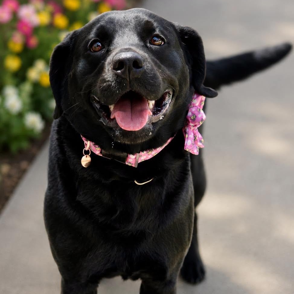 Zuri, an adopted Black Labrador Retriever in Effingham, IL image 4/4