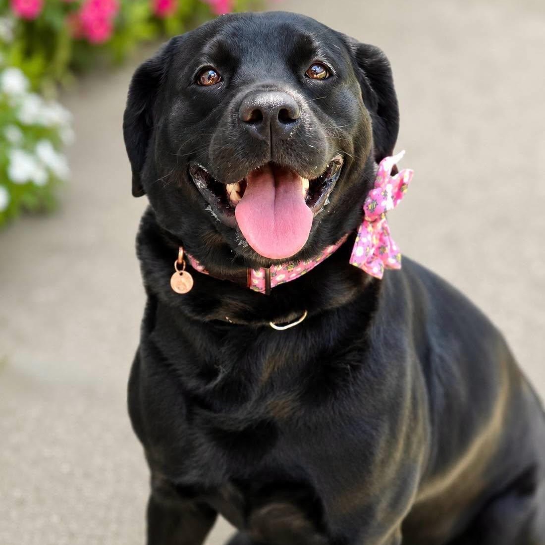 Zuri, an adopted Black Labrador Retriever in Effingham, IL image 2/4