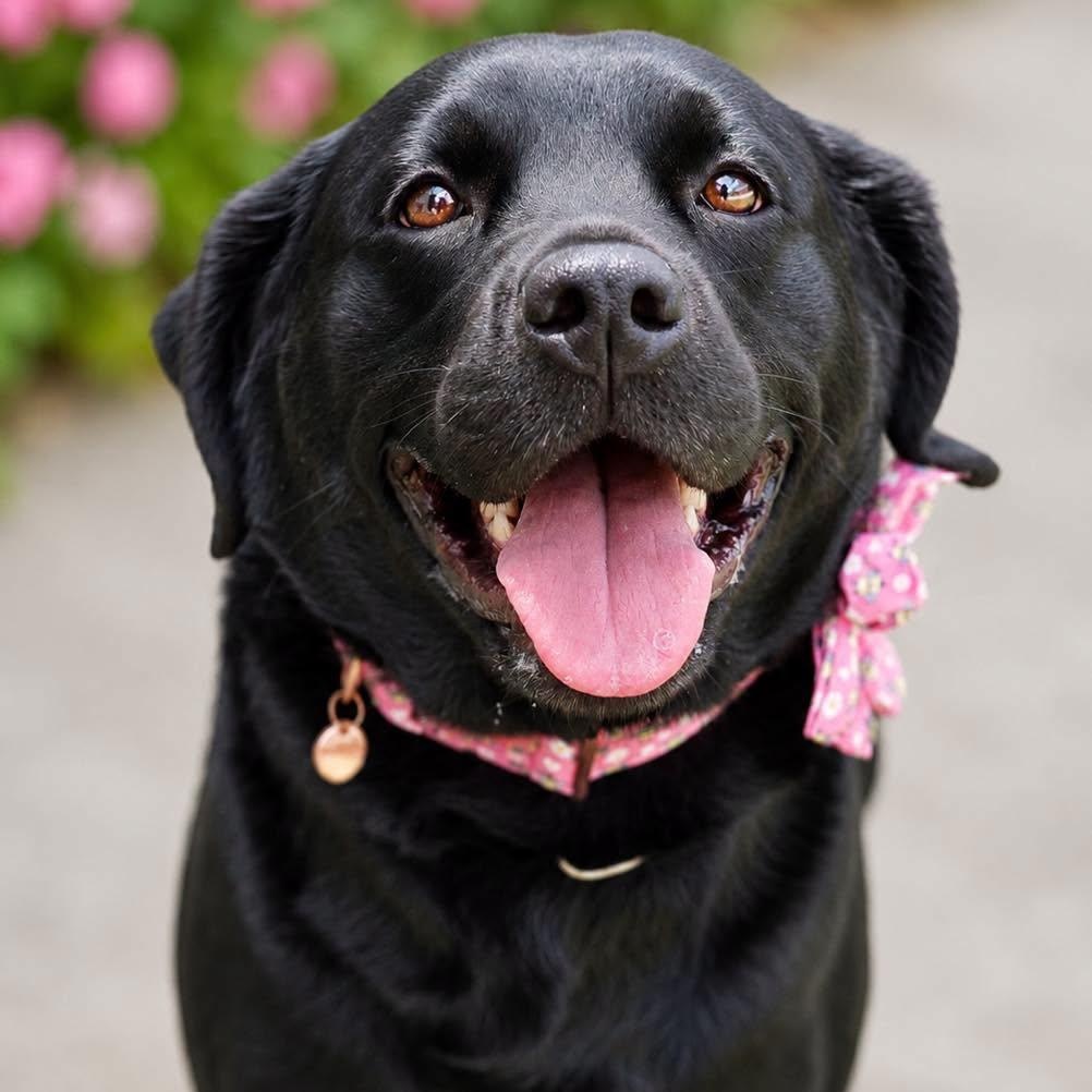 Zuri, adopted, Adult Female Black Labrador Retriever.