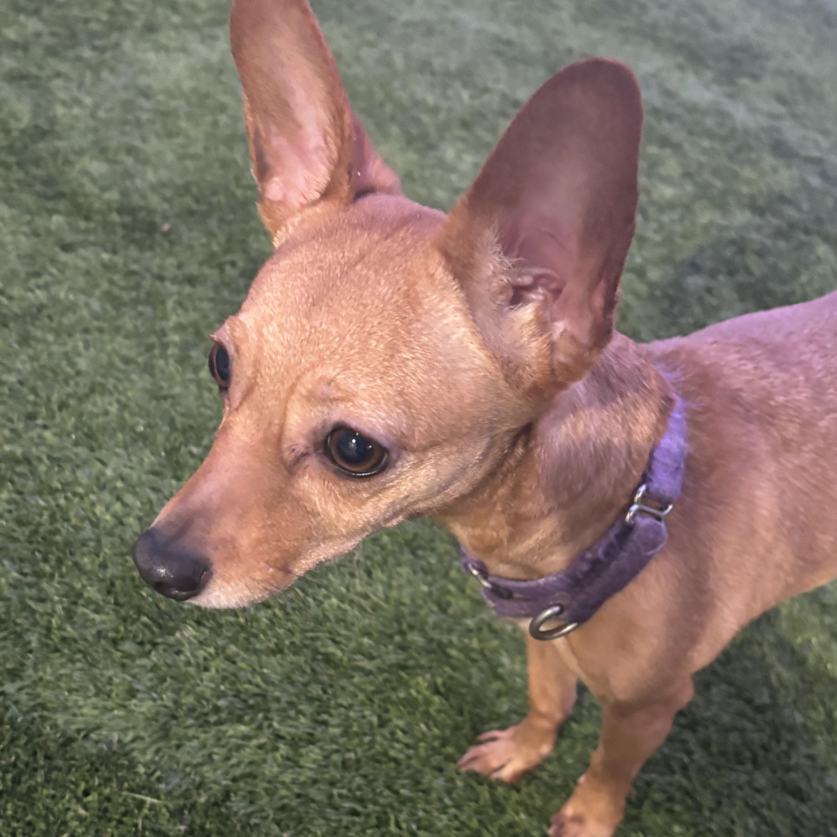 Enlarge Titi, a ADOPTABLE Chihuahua in Liberty, MO image 3/4