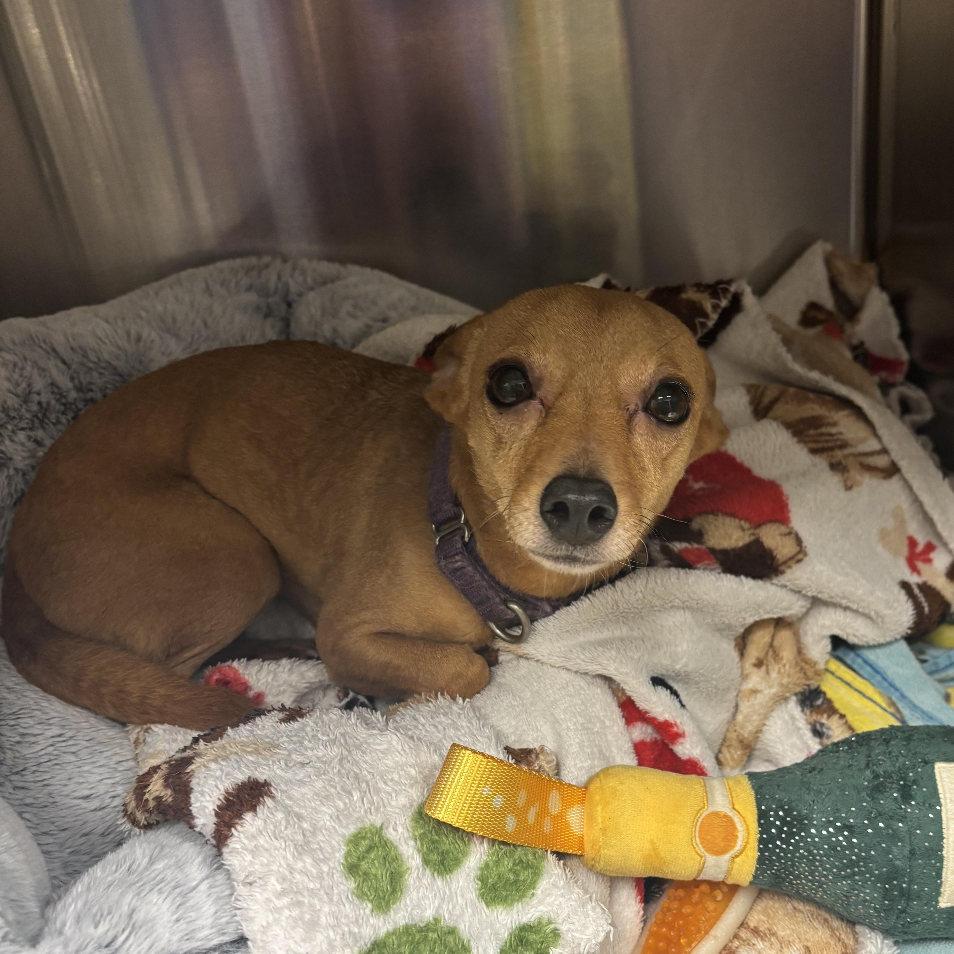 Enlarge Titi, a ADOPTABLE Chihuahua in Liberty, MO image 1/4